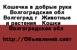 Кошечка в добрые руки - Волгоградская обл., Волгоград г. Животные и растения » Кошки   . Волгоградская обл.